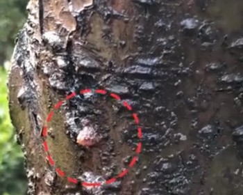 Bark penetration test